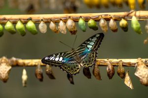 Pupae (chrysalides) and an adult butterfly