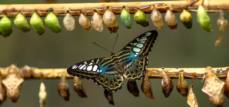 Pupae (chrysalides) and an adult butterfly