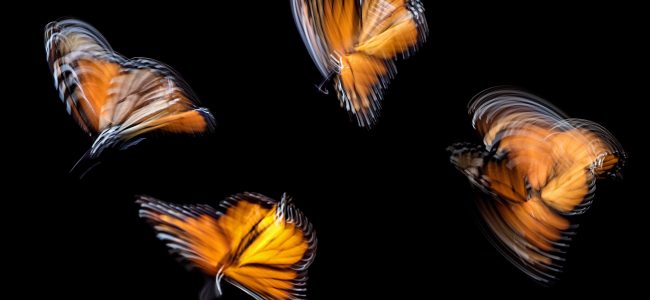 Four monarch butterflies, backlit and blurred