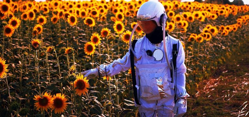 Astronaut in a sunflower field